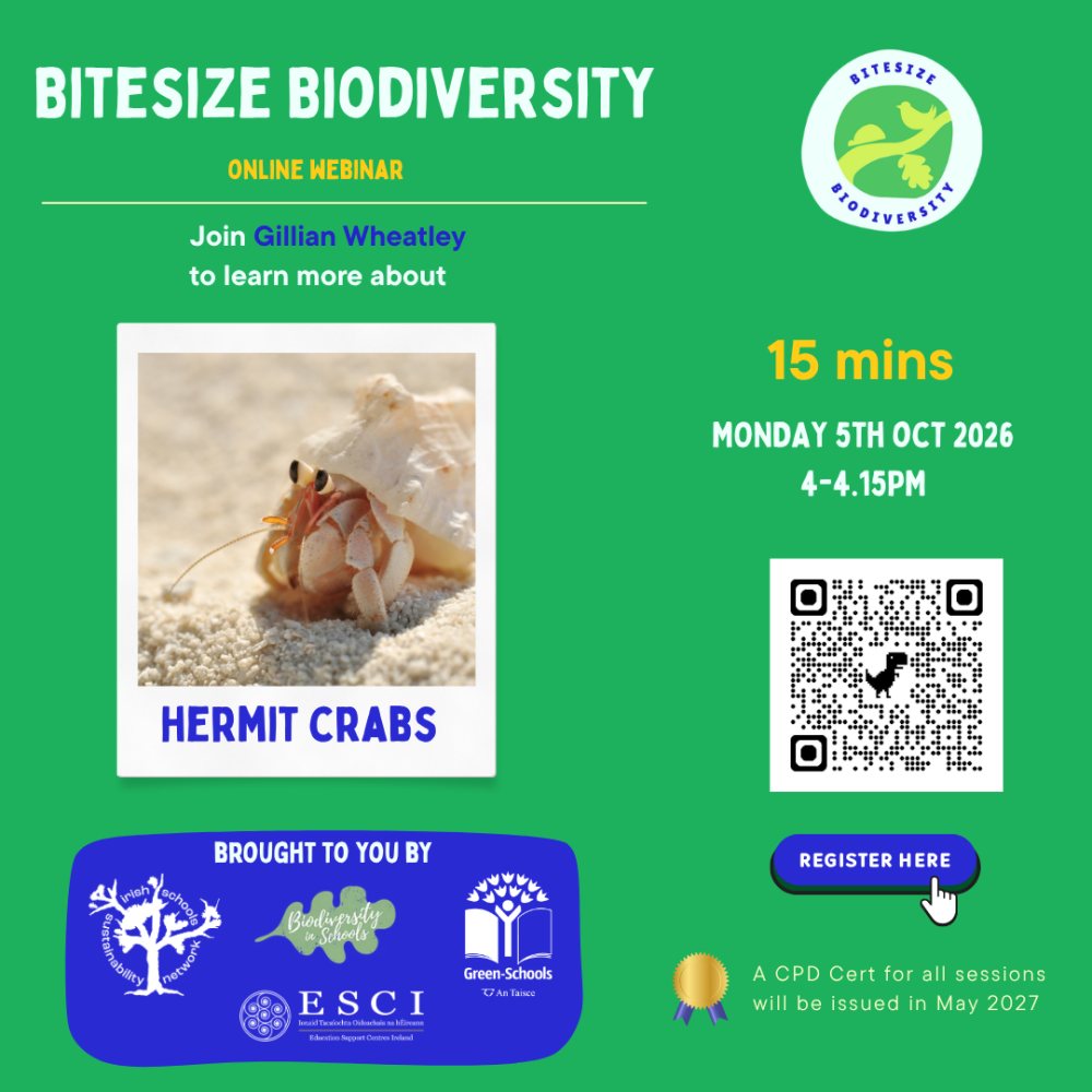 bitesize hermit crab oct 5th 2026 1