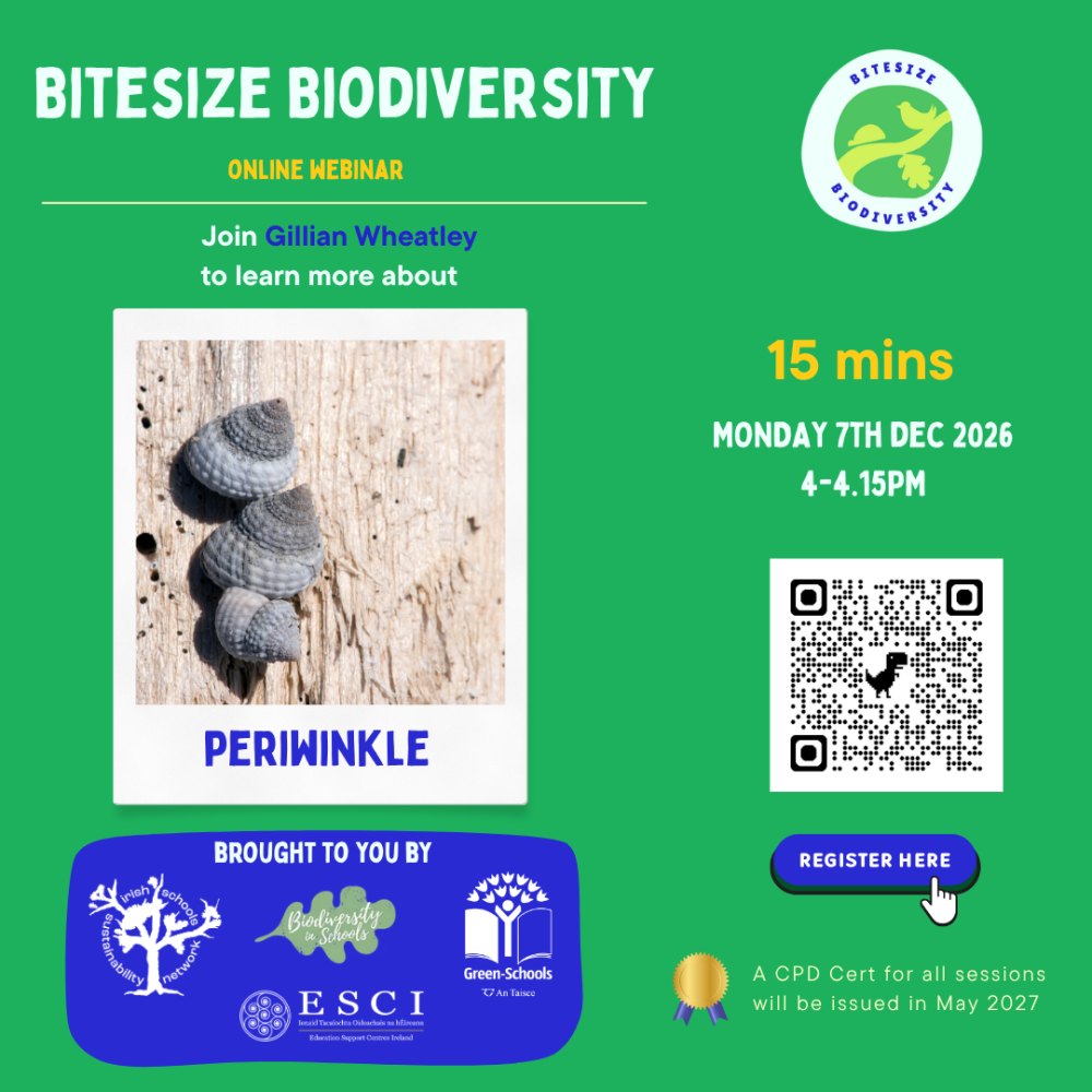 bitesize periwinkle dec 7th 2026 1